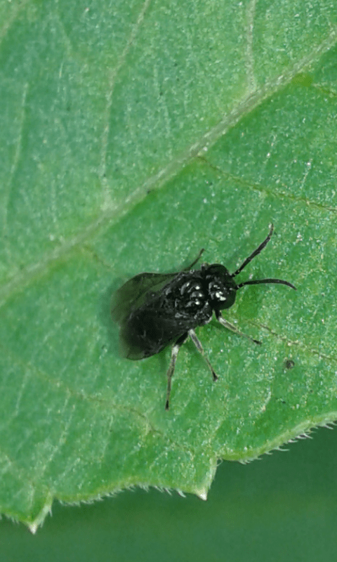 Tenthredinidae : forse Tomostethus sp.?